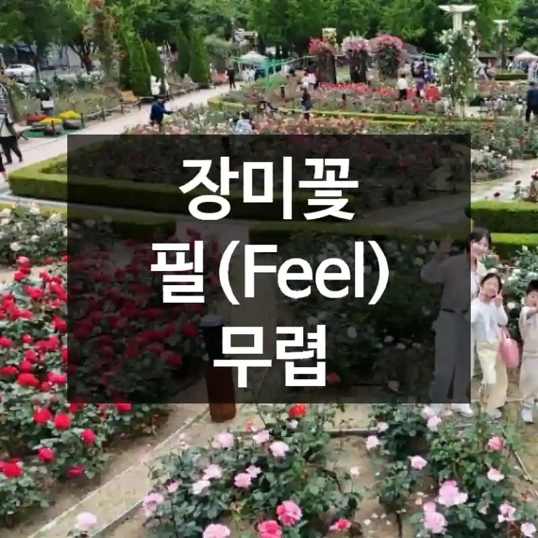 장미꽃 필(Feel) 무렵