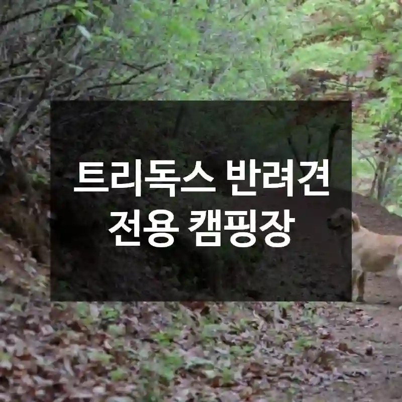 트리독스 반려견 전용 캠핑장