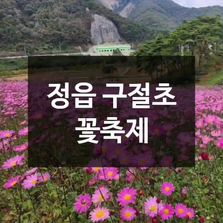 정읍 구절초 꽃축제