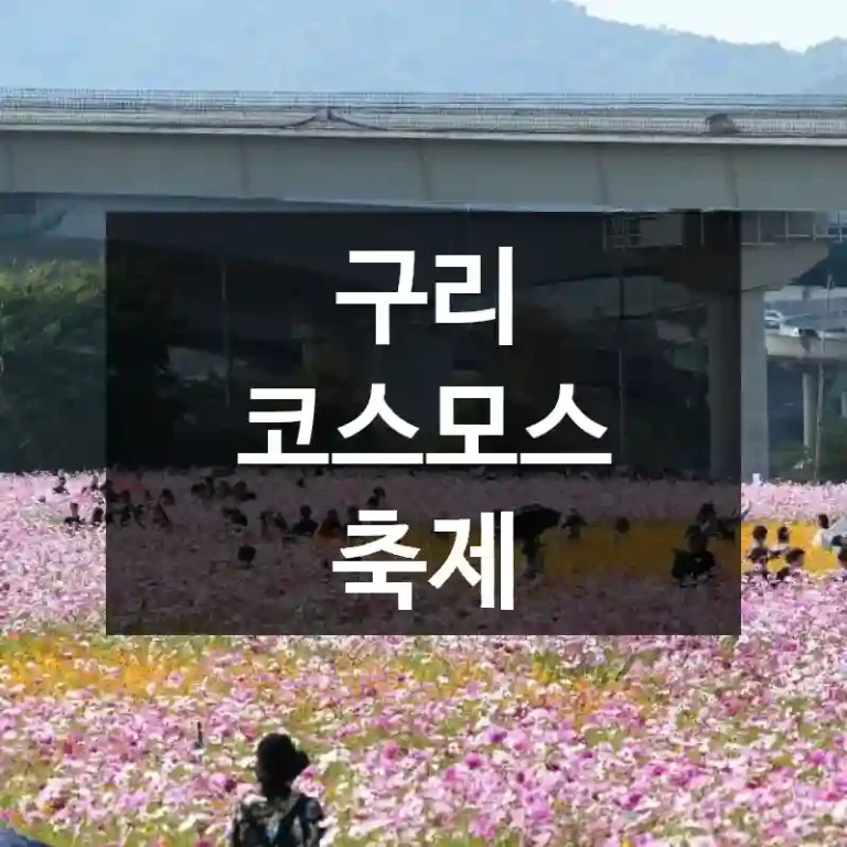구리 코스모스 축제