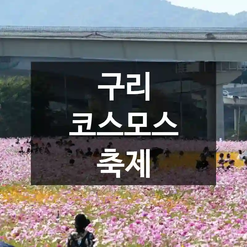 구리 코스모스 축제