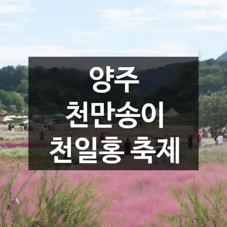 양주 천만송이 천일홍 축제