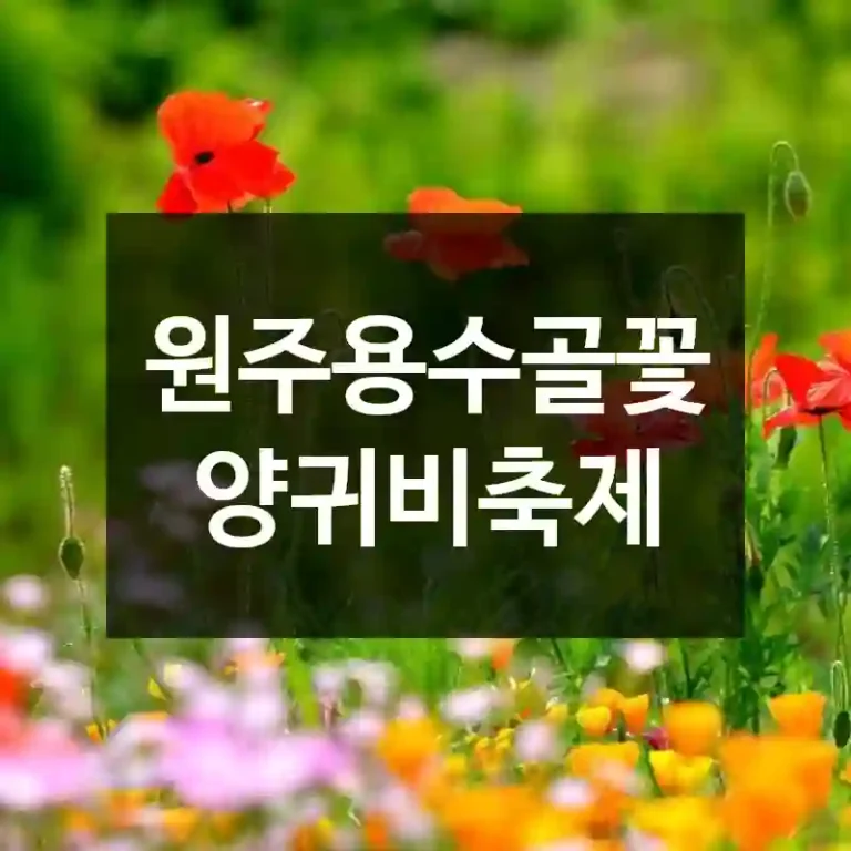 원주용수골꽃양귀비축제