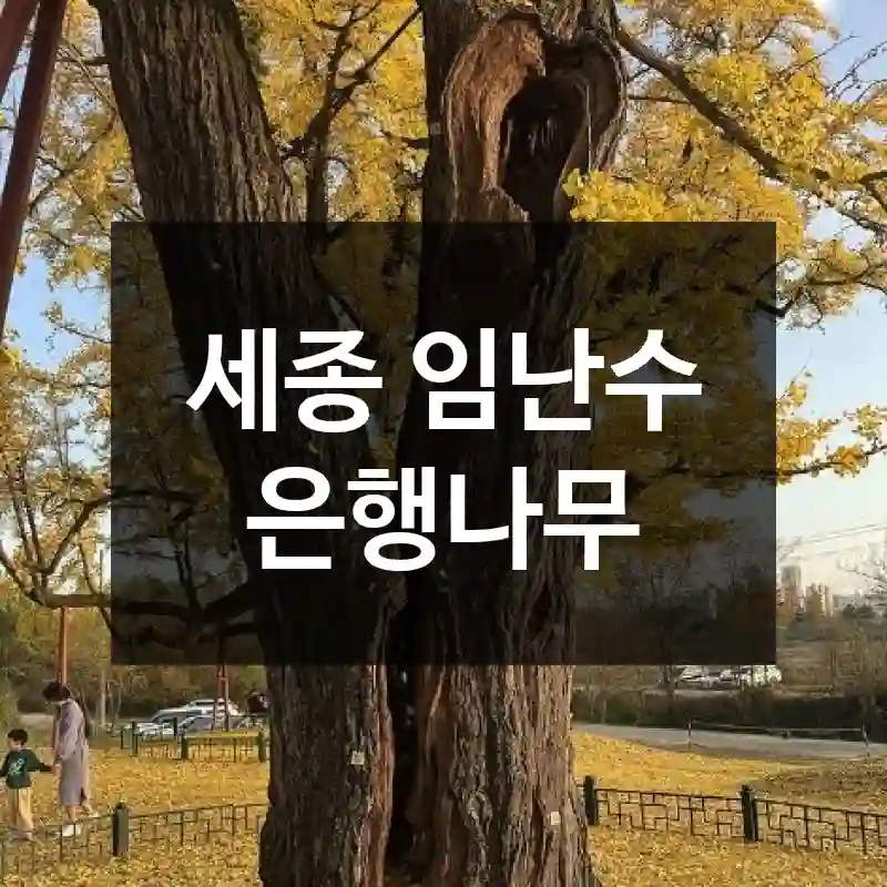 세종 임난수 은행나무