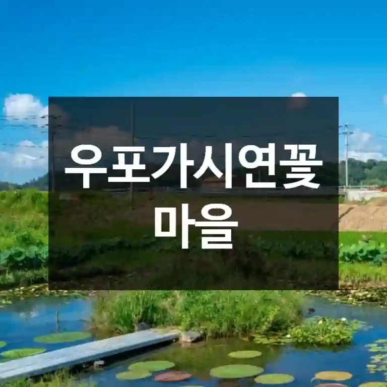 우포가시연꽃마을